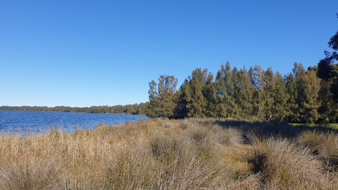 Figure 10. Active saltmarsh rehabilitation - successful saltmarsh site that self-maintains