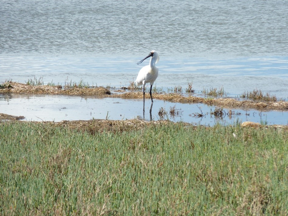 Figure 11. Royal Spoonbill (Platalea regia) feeding amongst saltmarsh