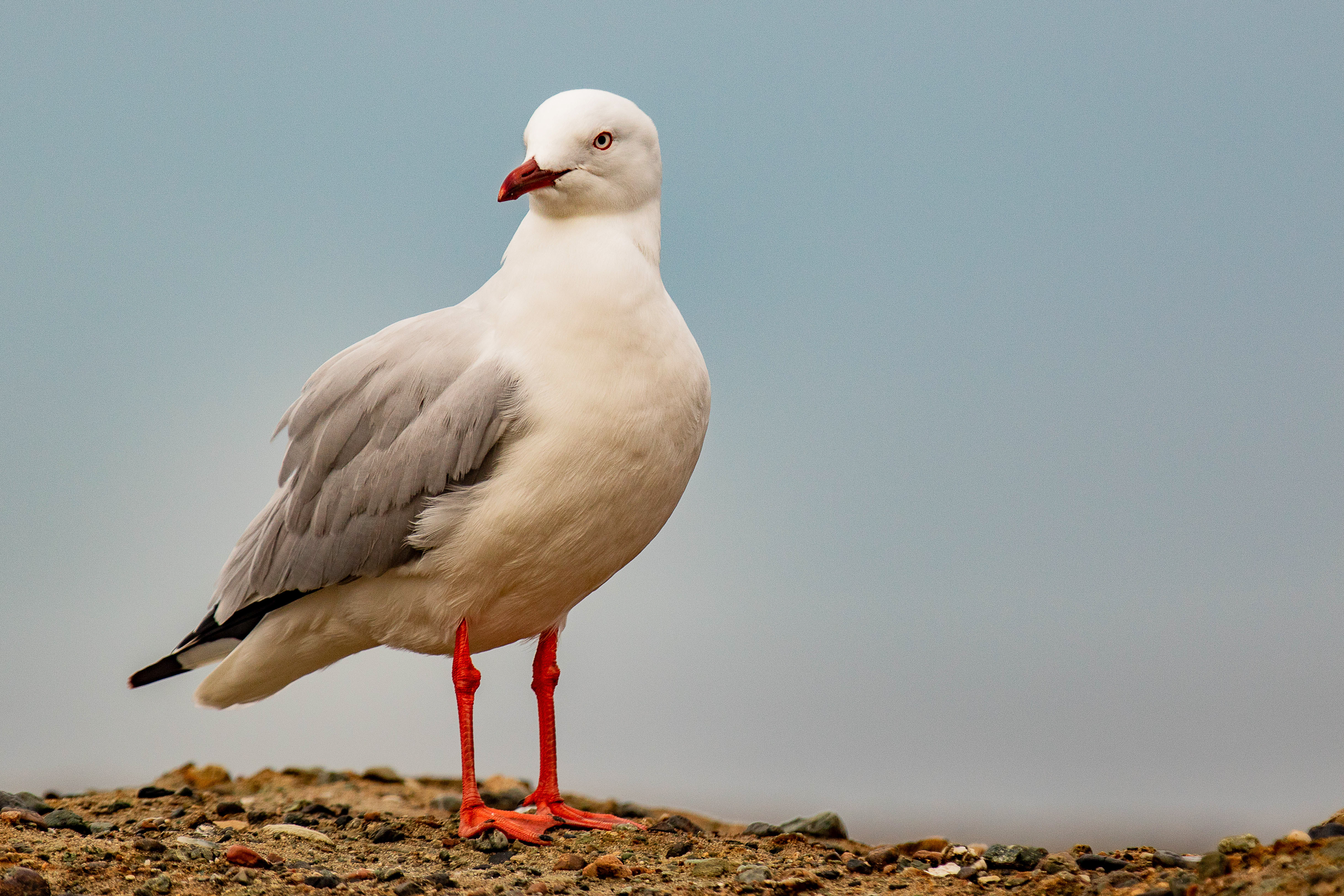 Silver Gull