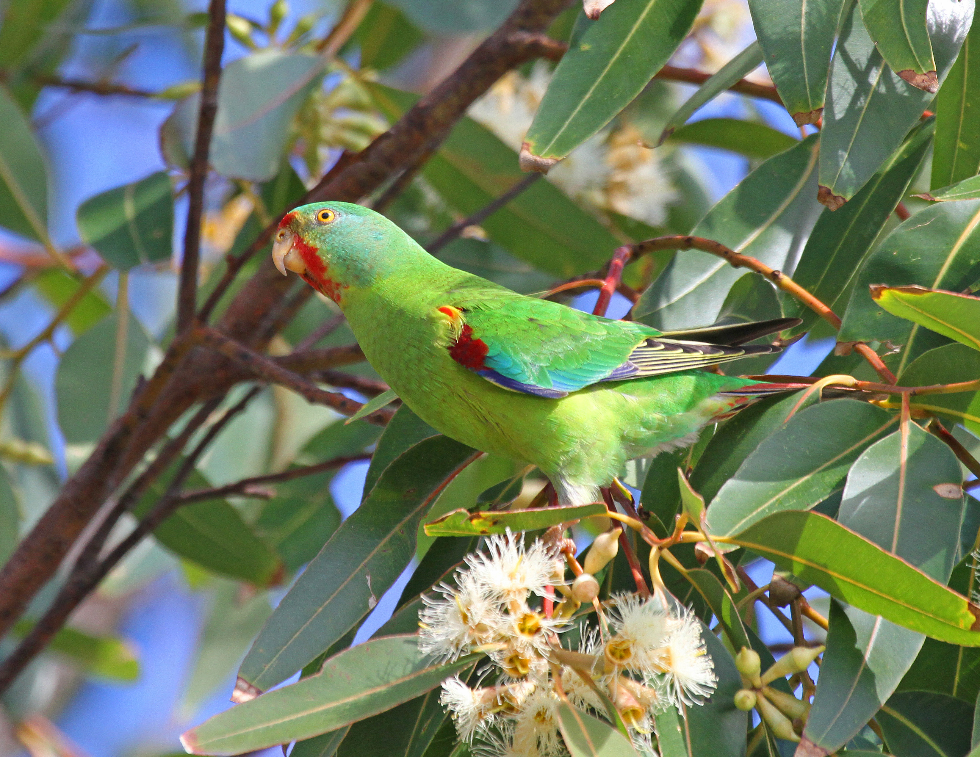 Swift Parrots