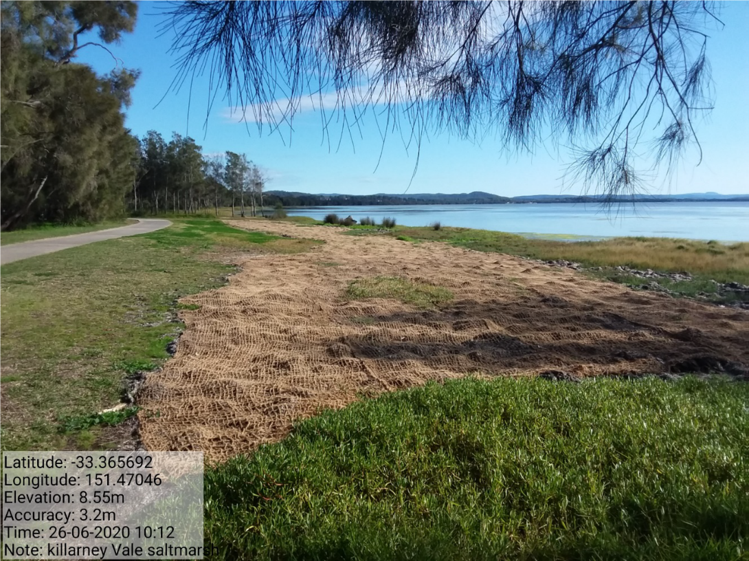 Figure 6. Passive saltmarsh rehabilitation - after (whilst still regenerating)