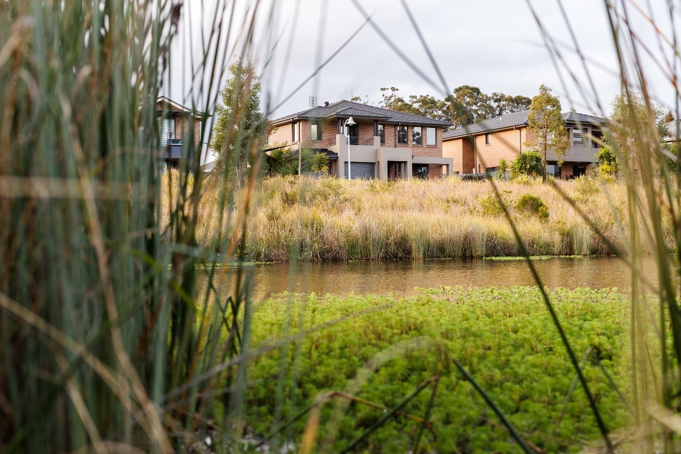 Healthy Wetlands