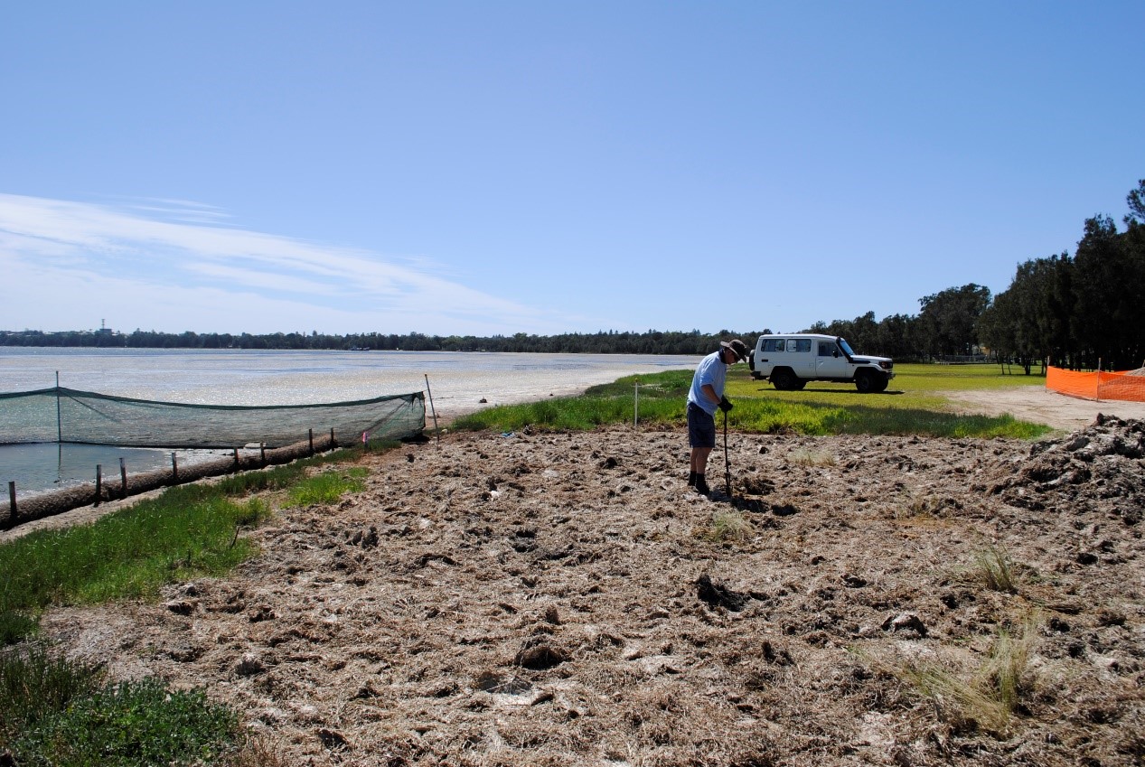 Figure 9. Active saltmarsh rehabilitation - mulching and planting site with local saltmarsh species