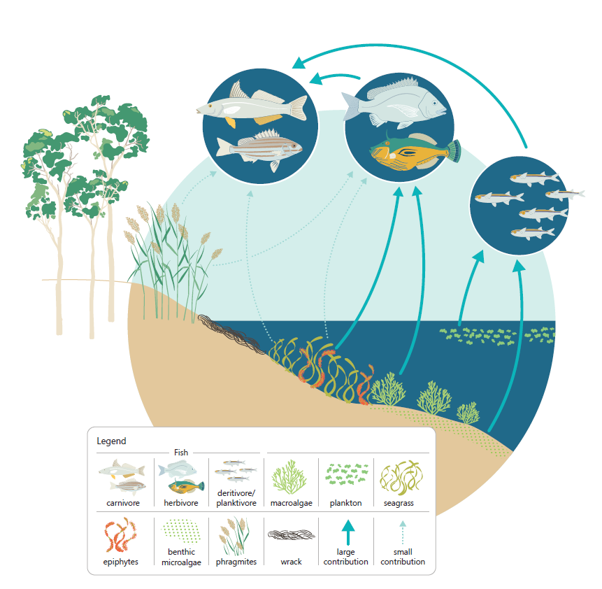 Food web