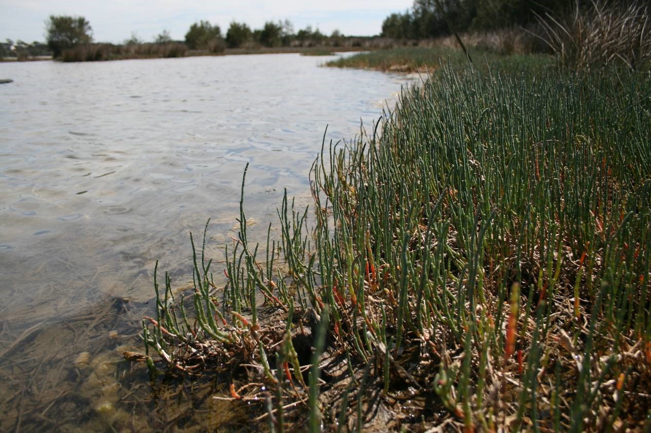 Figure 1. Saltmarsh growing around the lake edge