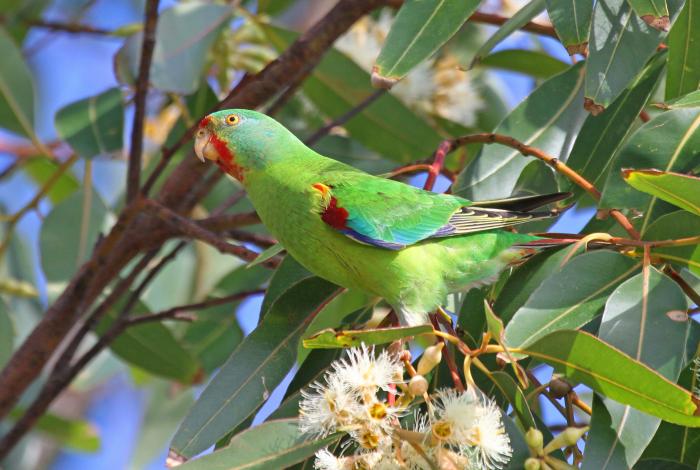 Swift Parrots
