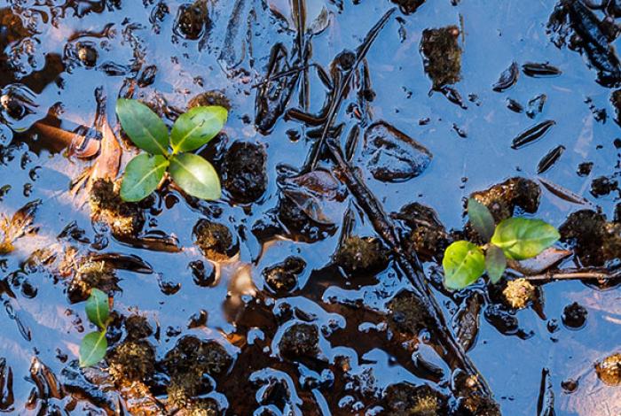 Wamberal Lagoon Wetlands