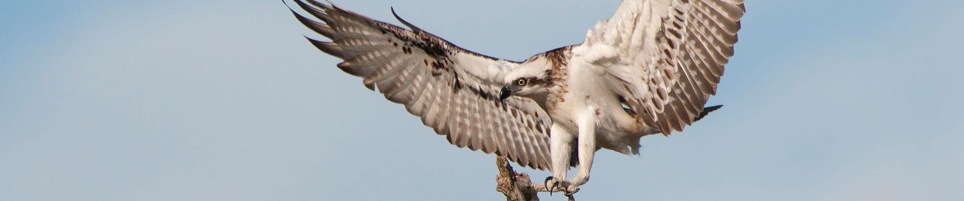 Osprey