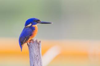 Azure Kingfisher