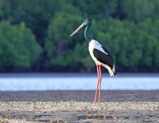 Black Necked Stork