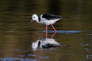 Black Winged Stilt