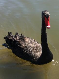 Black Swan