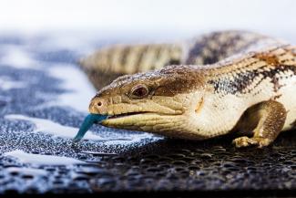 Blue Tongue Lizard