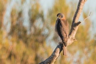 Brown Goshawk