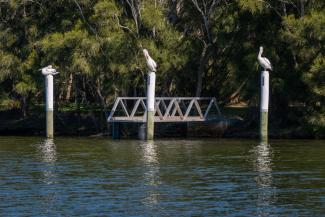 Pelicans on poles