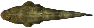 Flathead