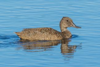 Freckled Duck