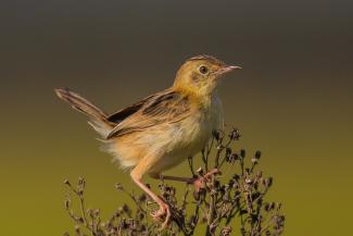 Golden Headed Cisticola