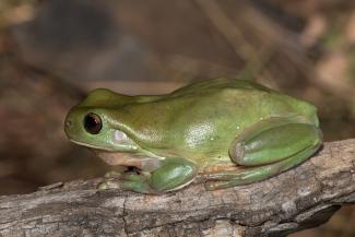 Green Tree Frog