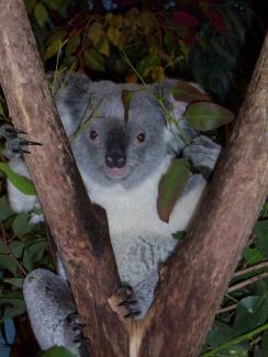 Koala