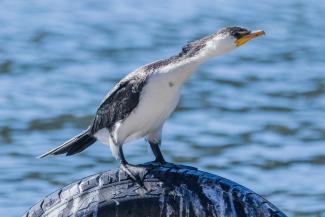 Little Pied Cormorant