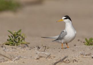 Little Tern