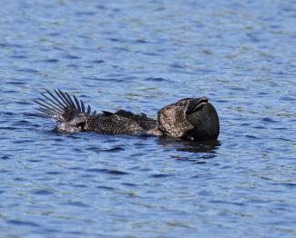 Musk Duck