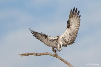 Osprey