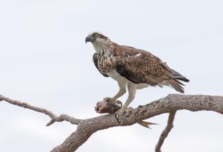 Osprey