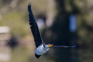 Pied Cormorant