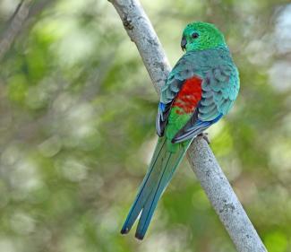 Red Rumped Parrot