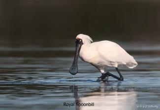 Royal Spoonbill