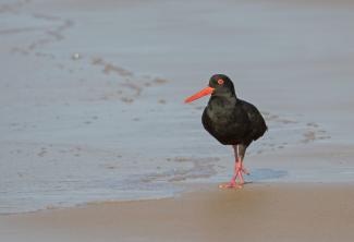 Sooty Oystercatcher