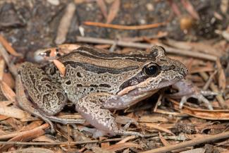 Striped Marsh Frog