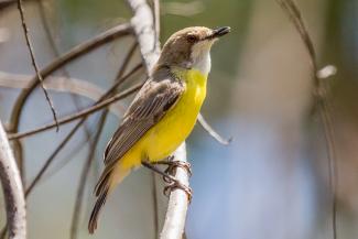 White Throated Gerygone