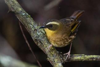 Yellow Throated Scrubwren