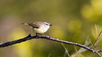 Yellow Rumped Thornbill