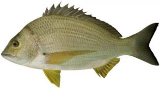 Yelowfin Bream