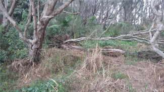 Morning glory treated, resulting in additional sunlight for native understory and groundcover regeneration.