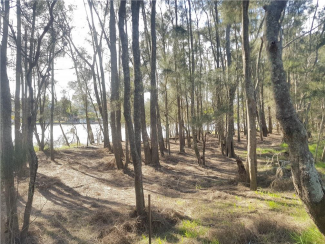 Chittaway Wetland Regeneration, after Ground Asparagus infestation control