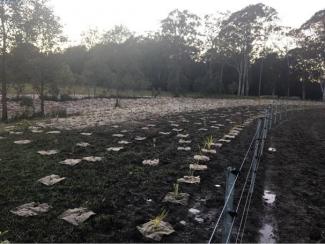 Jilliby Jilliby Creek stream bank rehabilitation