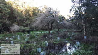 Invasive aquatic weeds carefully removed, and densities reduced. Native macrophytes, sedges and water tolerant natives planted throughout the site.