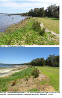 Tuggerah Lakes - Berkeley Vale- Passive Saltmarsh Restoration