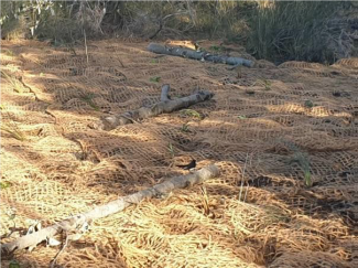 “Unnamed” Island Saltmarsh Passive Rehabilitation – The Entrance. This site received extensive weeding and Saltmarsh Regeneration, the shoreline stabilized with ecologs, coir mesh applied and mulched with seagrass wrack.