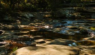 The Tuggerah Lakes' biodiversity