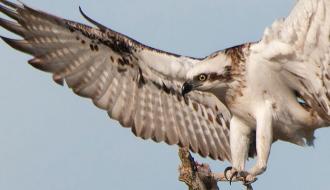 Osprey